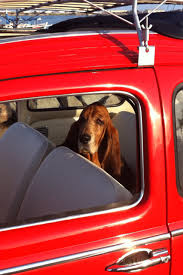 Zelectric On Twitter Basset Dog Basset Basset Hound