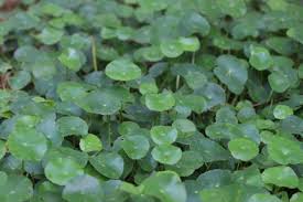 Image result for Callichilia orientalis