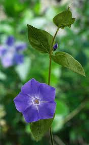 Image result for Vinca