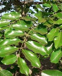 Image result for Dialium holtzii