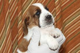 I wish i could rate this basset hound home web a 100 star. Huggable Bassets Purebreed Basset Hound Puppys
