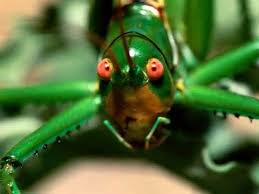 View ratings, photos, and more. Pest Control In Southern California For More Than 80 Years Insects Pest Control Beautiful Nature