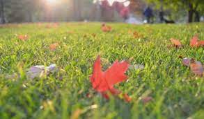 Tips On How To Best Cut Your Grass Before Winter To Be Ready For Next Spring A A Lawn Care Landscaping
