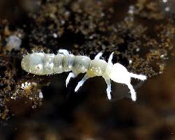 Image result for Sericanthe chimanimaniensis