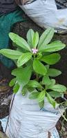 Image result for Talinum fruticosum