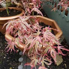 We did not find results for: Acer Palmatum Shirazz Japanese Maple Shirazz In Gardentags Plant Encyclopedia