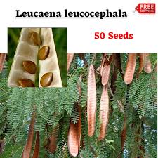 Image result for Leucaena leucocephala