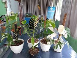 Merebut Peluang Trend Tanaman Hias Daun Variegata Dengan Teknologi Kultur Jaringan Yuk Baca Artikel Lengkapnya Di Web Esha Flora Www Eshaflora Plants Culture