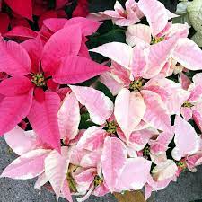 Pink Poinsettias Beautiful Flowers Flower Garden Poinsettia