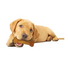 See full list on amazon.com Nylabone Puppy Chew Bone Puppy Toy Dog Interactive Toys Petsmart