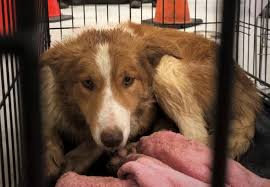 The spca of texas is a 501 (c)3 charity. Spca To Retain Custody Of 35 Seized Dogs And Their Puppies Halifaxtoday Ca