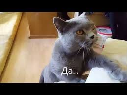 govoryashie koty luchshaya podborka 2 youtube kot zhivotnye milye zhivotnye