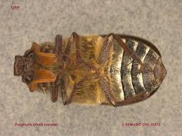 Image result for Polystachya cribbiana