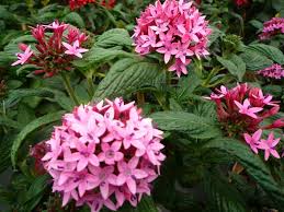 Oleh karenanya berikut ini kami ingin membagikan ide hiasan dinding dari bunga kertas raksasa. Manfaat Plastik Uv Ini Beliau Flora Bunga Yang Cocok Untuk Hiasan Pekarangan Rumah Lim Corporation