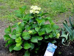 We did not find results for: Watching This White Hydrangea Flower Turn Green Hydrangeas Blue