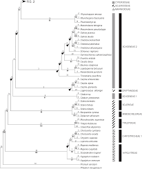 Image result for Courtoisina assimilis