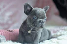 Kip leo mikey diesel we have a beautiful litter of akc french bulldog puppies available for sale to their forever families. French Bulldog Puppies For Sale Colorado Springs Co 265753