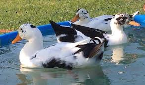 Black And Yellow Duckling Ancona Ducks Baby Ducklings For Sale In 2020 Ancona Ducks Ancona Duck Breeds