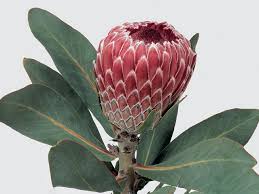 Image result for Protea gaguedi