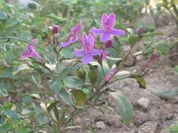 Image result for Eranthemum laxiflorum