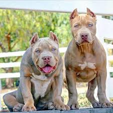 So Gorgeous Bully Breeds Dogs Pitbull Puppies Cute Dogs
