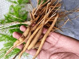 Image result for Asparagus racemosus