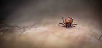 We did not find results for: Managing Yards And Green Spaces To Minimize Tick Populations Habitat Network