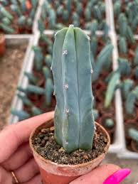 Image result for Myrtillocactus geometrizans