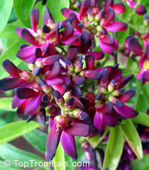 Image result for Millettia drastica