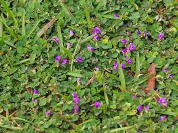 Image result for Grona triflora