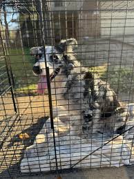 Just escaped my back yard and I just adopted him today! Help male intact  Chihuahua white and tan new name is Sparky dont chase he's fearful. He is  chipped it will come