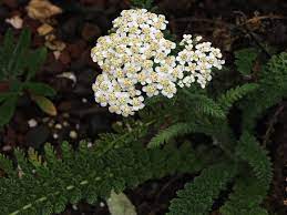 Common Yarrow College Of Agriculture Forestry And Life Sciences Clemson University South Carolina