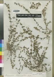 Image result for Ctenium concinnum