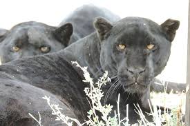 All scores of the played games, home and away stats, standings table. Andromeda Y Maximus Jaguares Melanicos Bellisimos Picture Of Yaguarxoo Oaxaca Tripadvisor