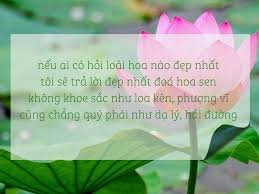 Top những bài thơ về hoa sen làm bạn ...