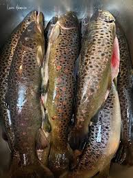 Astăzi vrem să vă oferim rețeta celui mai gustos șuberec dintre cele gustate de noi până acum. Rasol De Peste Proaspat Cu Legume Morcovi Si Cartofi Laura Adamache