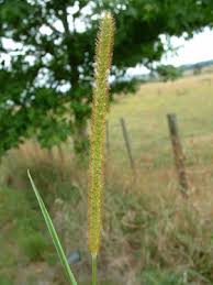 Image result for Setaria pumila