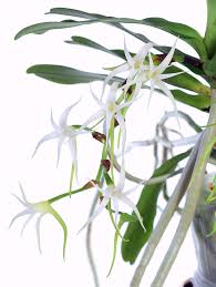 Image result for Cyrtorchis arcuata