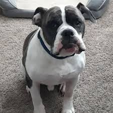 To us, you are more than just a number and. Westside Pet Hospital And Boarding 27 Reviews Veterinarians 1825 Buenaventura Blvd Redding Ca Phone Number Yelp