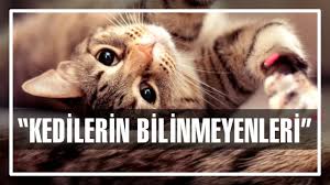 Kedilerin Bilinmeyen Ozellikleri Youtube