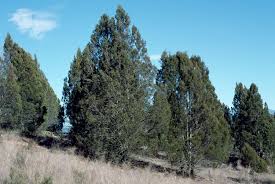 Image result for Callitris