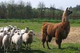 Guard Llamas Unusual Animals Livestock Guardian Herding Sheep