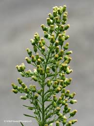 Image result for Conyza limosa