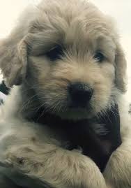 With a team of extremely dedicated and quality lecturers, seattle times pet classified will not only be a place to share knowledge but also to help students get inspired to explore and discover many creative. 90 Dogs Ideas Dogs Adoption Pet Adoption