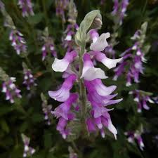 Image result for Sesamum parviflorum