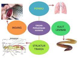 · hampir semua haiwan yang hidup di dalam air(haiwan akuatik) bernafas melalui insang. Gkb 1053 Kemahiran Belajar