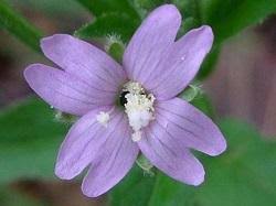 Image result for Onagraceae