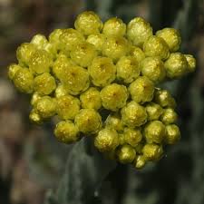 Image result for Helichrysum nitens