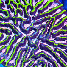 Image result for Platycoryne macroceras