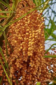 Get your questions answered in this article! Page 3 Royalty Free Palm Fruits Photos Pikist